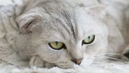 开云电竞app-中国篮球国际合作新举措揭晓，拓宽交流平台，篮球联赛中国